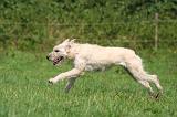 BOUVIER DES ARDENNES 371